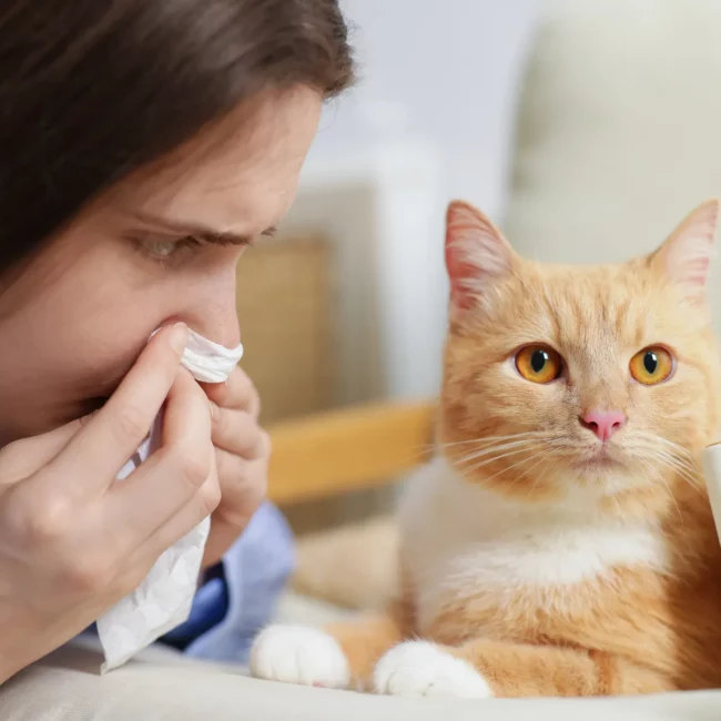 Une femme éternue en réaction à son allergie aux poils d’animaux.